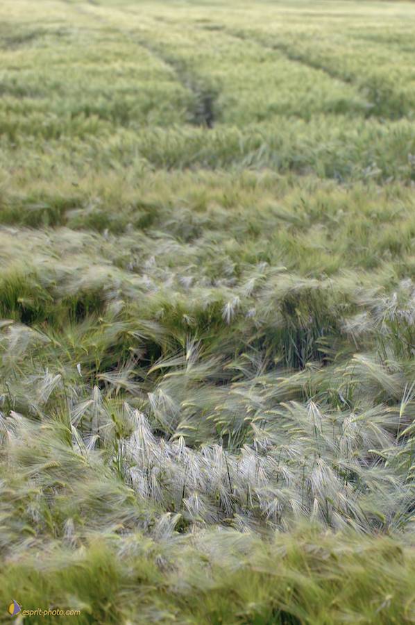 Nom de l'image : D2166612_1_(c)Norbert-JUNG — Description :  Champ de blÈ - animaux ‡ Philmain